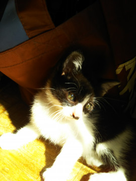 かわいいシロクロ