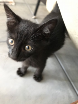 元気いっぱい黒子猫くん！