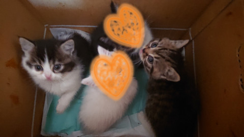 保護猫里親募集