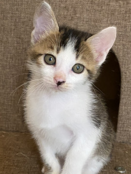 雉白のような三毛のような不思議柄くん