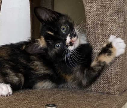 個性あふれるお顔のハイパー三毛ちゃん