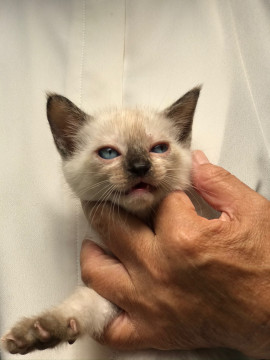 シャム柄女の子