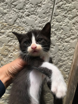 元気いっぱいハチワレ男の子