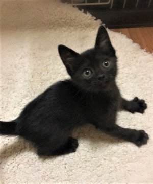 元気な甘えん坊