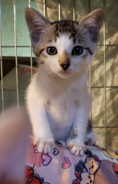 センター引き出し、1.5ヵ月のキジ白君