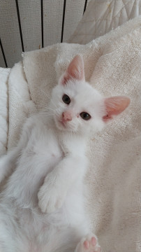 センター引き出し、1.5ヵ月の白猫男子