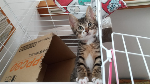 千葉県白井市/お膝猫