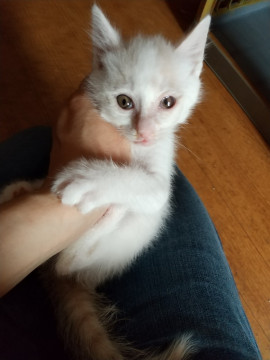 三男坊に迎えられました！