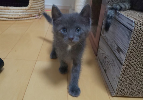 綺麗な３兄弟グレーくん