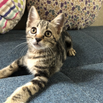 アメショ柄のたれ目ちゃん　すなぎも