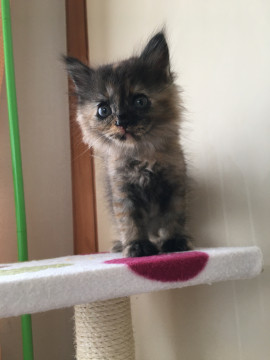 愛護センターレスキュー☆ちくまちゃん