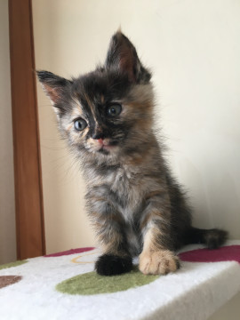 愛護センターレスキュー☆あがのちゃん