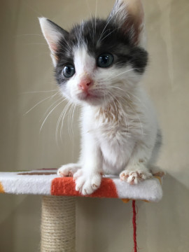 愛護センターレスキュー☆つるぎくん