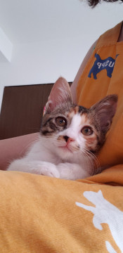 可愛い三毛猫さん