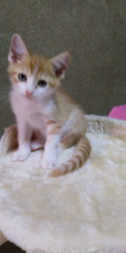 人懐っこい子猫