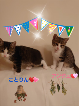 ❤天使と紳士❤　兄弟一緒に家族にしてね