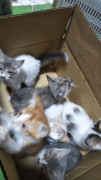 いろんな毛色の１０匹の子猫が