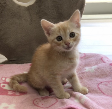チャトラの穏やかな子猫