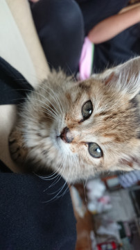 大雨の日に保護したキジ猫ちゃんです！