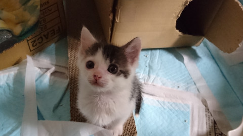 重機の中から生還した白黒男の子