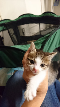 キジ白小柄な男の子