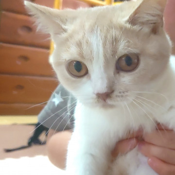 ブリティッシュちゃん