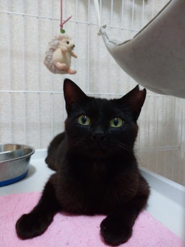 美人で賢い若いママ猫