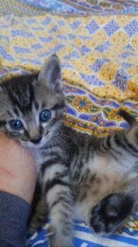 生後1ヶ月　キジ猫　雄　里親さん募集中で