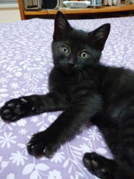 キリリとイケメン男子