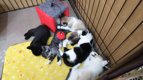 オス2匹、メス3匹