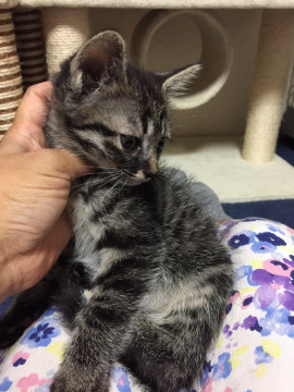 2ヶ月未満茶トラ白キジトラ兄弟