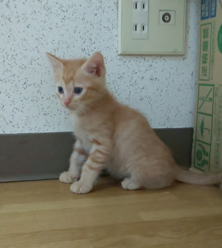 おっとりペソくん