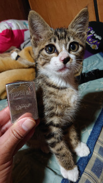 元気いっぱいキジ猫