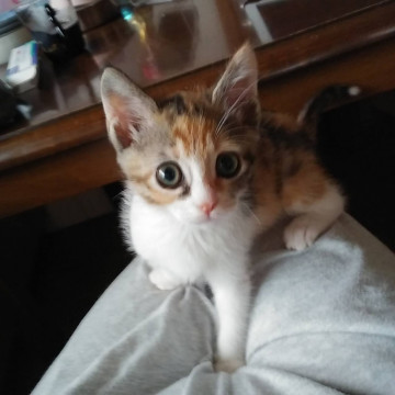 おめめクリクリ三毛ちゃん