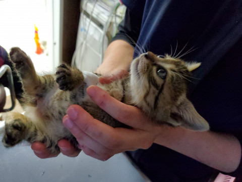 生後6週間の可愛いベビーちゃん