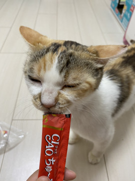 至急!三毛♀2才ﾜｸﾁﾝ済7/4リリース