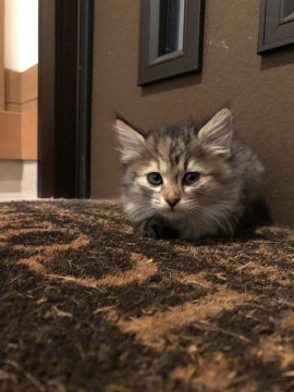 ふわふわちびっこ　ニコちゃん