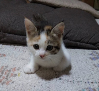 美少女、三毛ちゃん