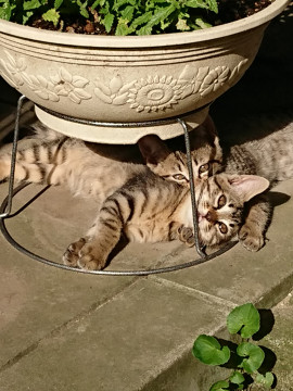 仲の良い兄弟（姉妹？）です