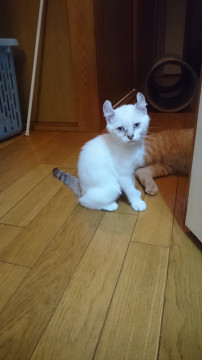 アメリカンカールの子猫