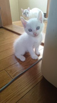 アメリカンカールの子猫