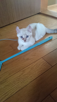 アメリカンカールの子猫