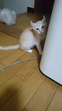 アメリカンカールの子猫
