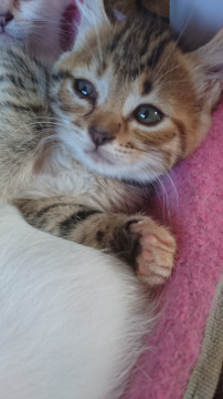 アメリカンカールの子猫