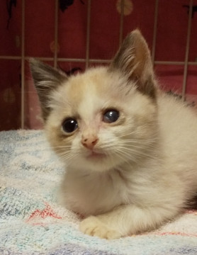 つぶらな瞳の美人さんです