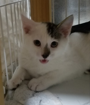 生後３か月の人みしりくん、２匹一緒に