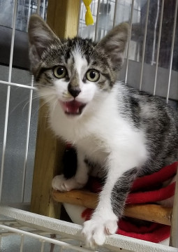 生後３か月のおしゃべりちゃん、２匹一緒に