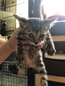 1カ月のキジトラちゃん