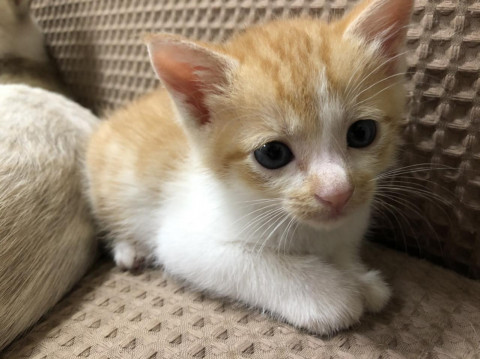 1カ月の茶白ちゃん