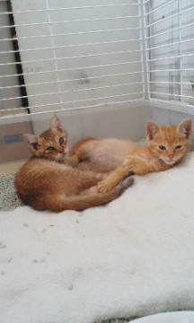 チャトラ♂とキジトラ♀の姉弟です。